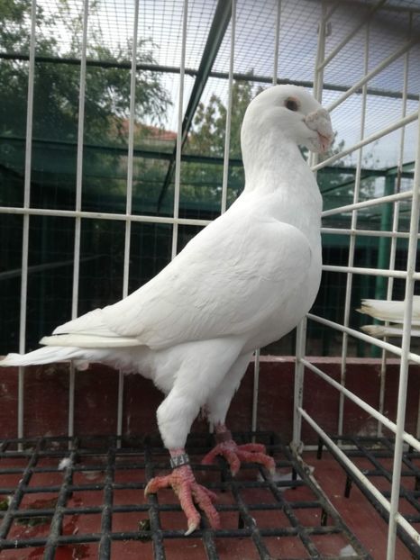  - De vanzare toamna 2020