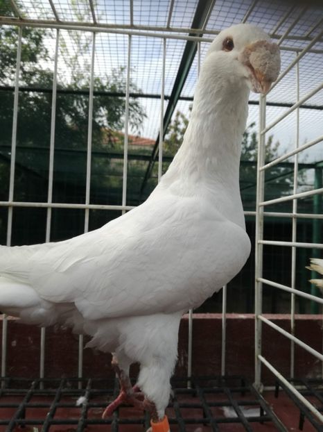  - De vanzare toamna 2020