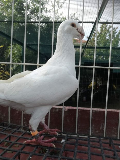  - De vanzare toamna 2020