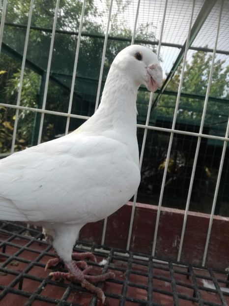  - De vanzare toamna 2020