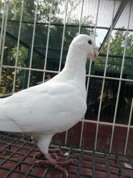  - De vanzare toamna 2020