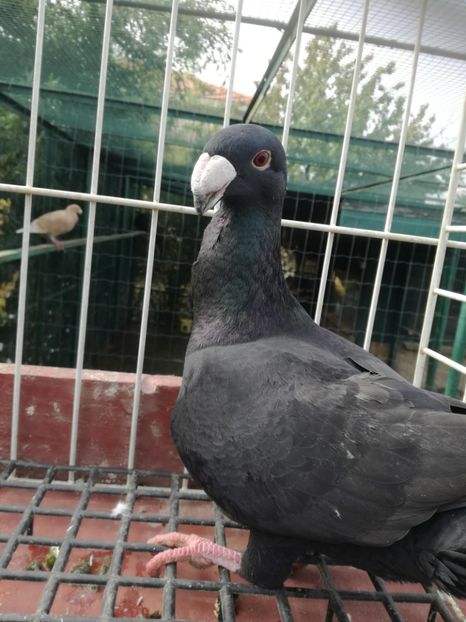  - De vanzare toamna 2020