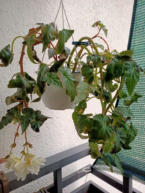 Pt Rodi72 - Begonile mele din 2020-2021-2022-2023