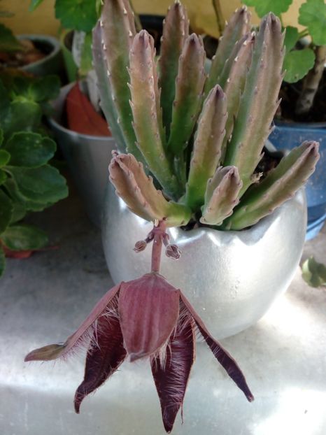  - STAPELIA SI HUERNIA