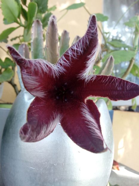  - STAPELIA SI HUERNIA