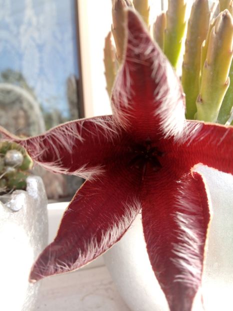  - STAPELIA SI HUERNIA