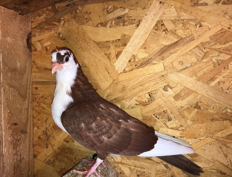 8689  femelă  2020 - Plecați ALBUM 3