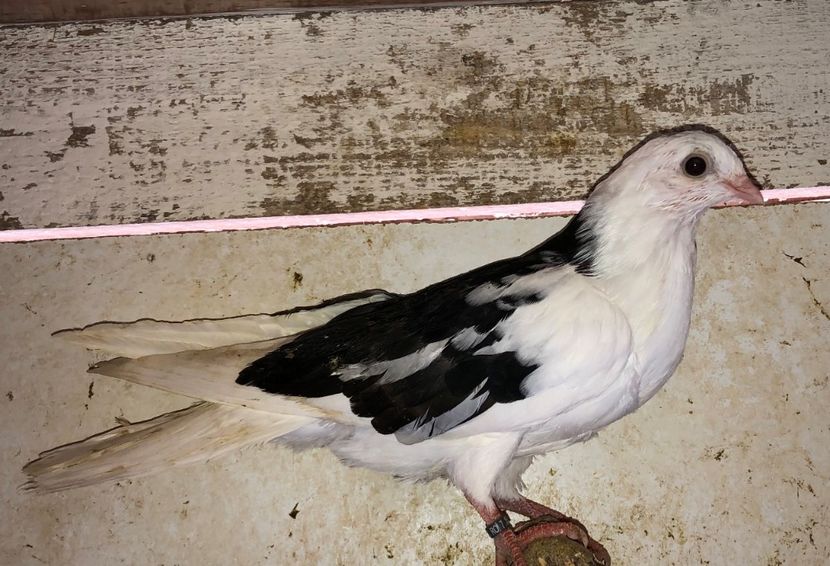 23052  femelă  2020 - Plecați ALBUM 3