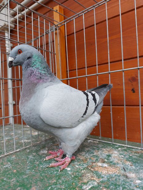 F 2020 - Tineret 2020