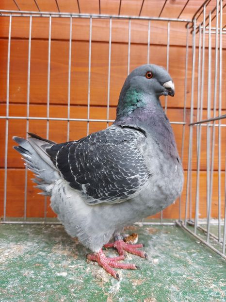 F 2020 - Tineret 2020