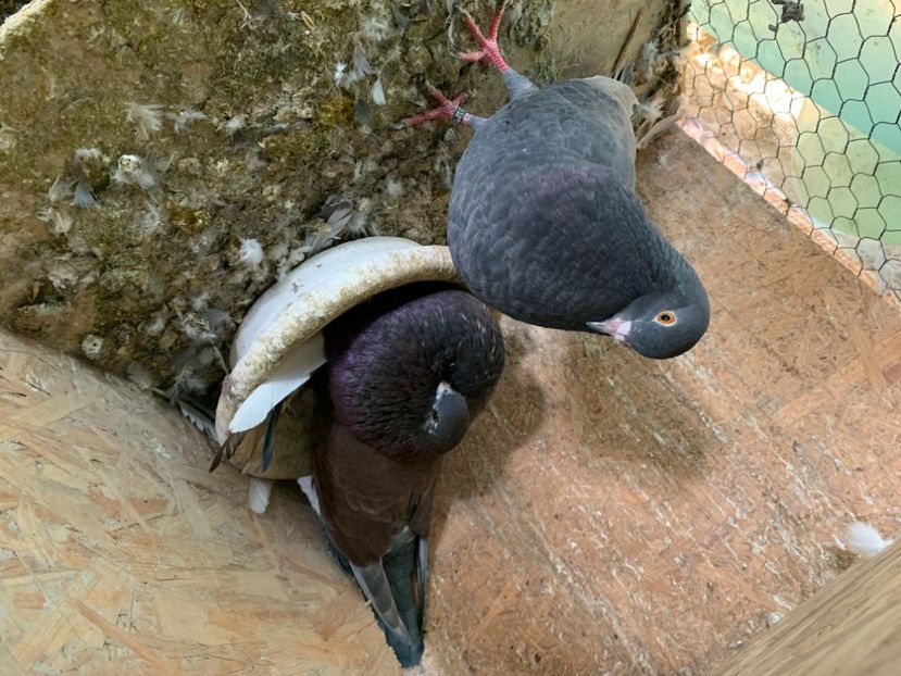 73027E77-949A-4147-83F5-839971955D88 - GUSATI HORSEMAN