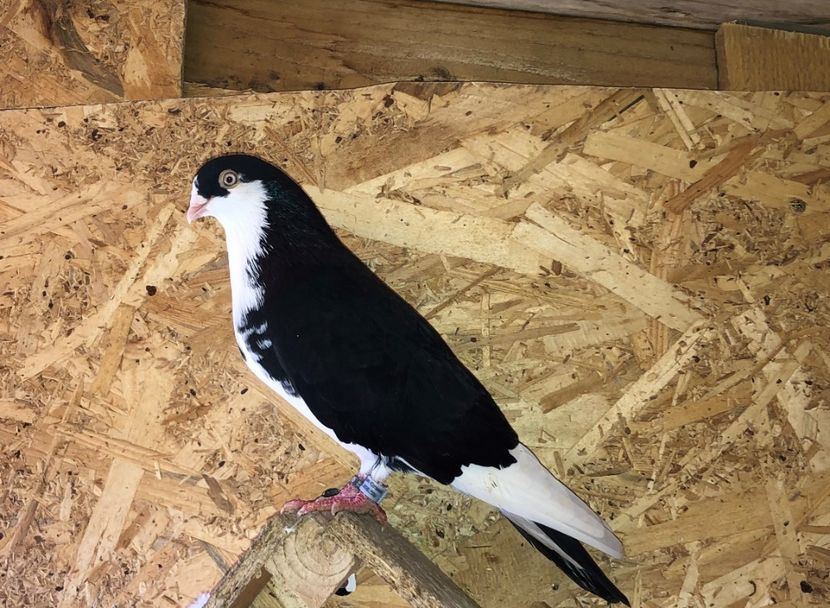 8765  mascul  2020 - Plecați ALBUM 3