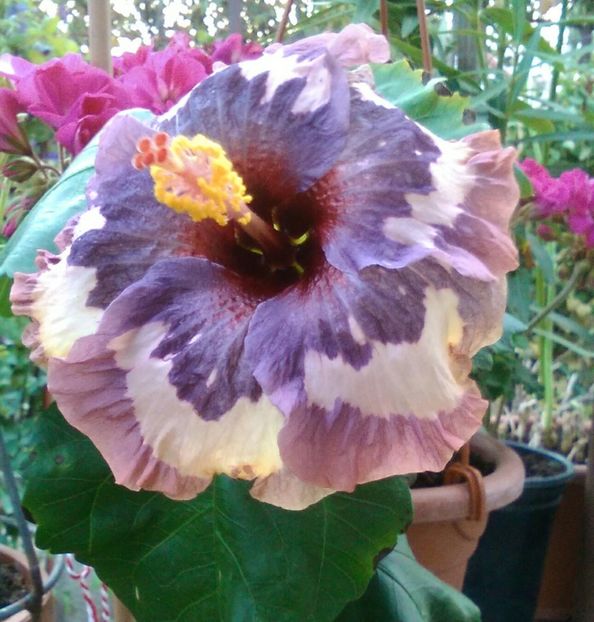  - Hibiscus Luv Memories