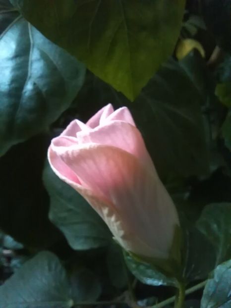  - Hibiscus Tahitian Lavander Mirage