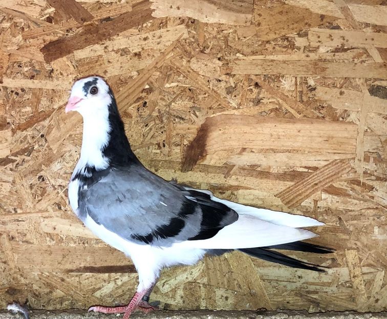 18594  mascul  2020 - Plecați ALBUM 3