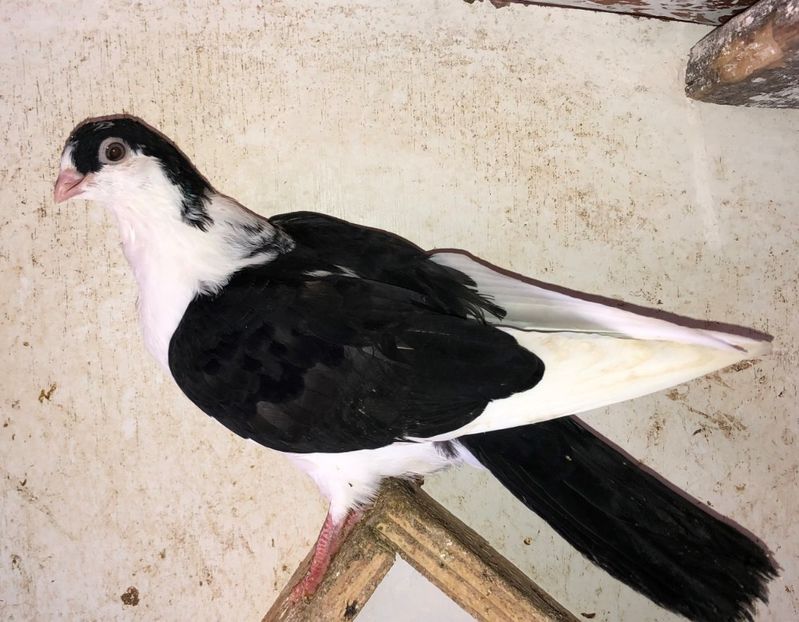 18600  mascul  2020 - Plecați ALBUM 3