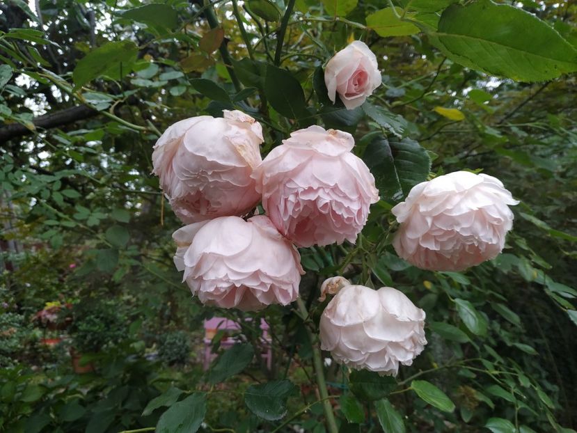  - The Wedgwood Rose