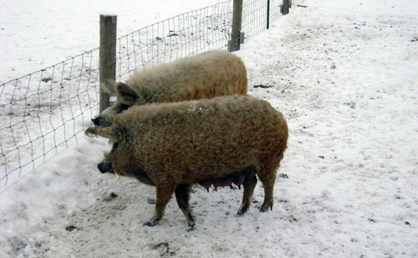 porci mangalita iarna - Rase de porc care participa la concursuri culinare