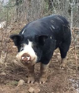 Porc Berkshire - Rase de porc care participa la concursuri culinare