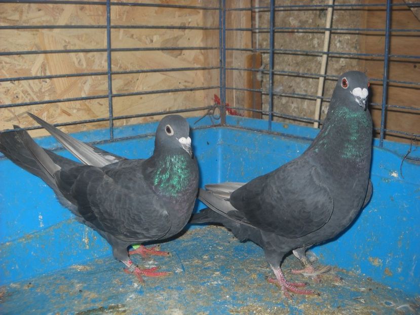  - UNDEVA IN SUCEAVA arhiva