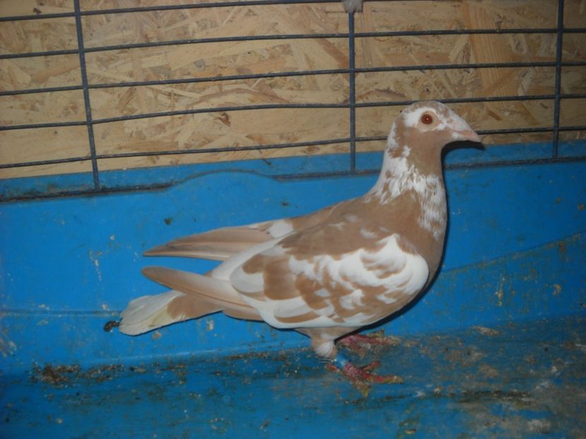  - PORUMBEI VANDUTI 2