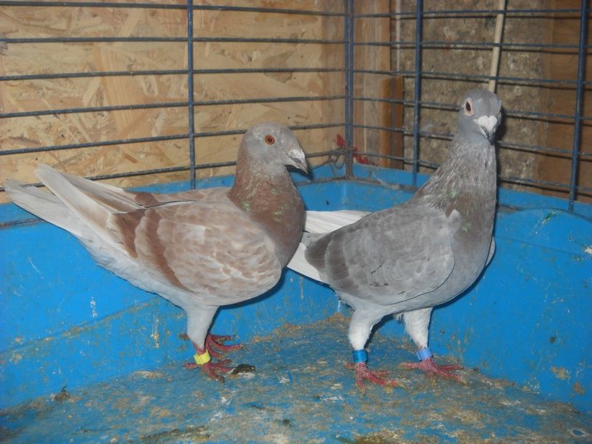  - PORUMBEI VANDUTI 2