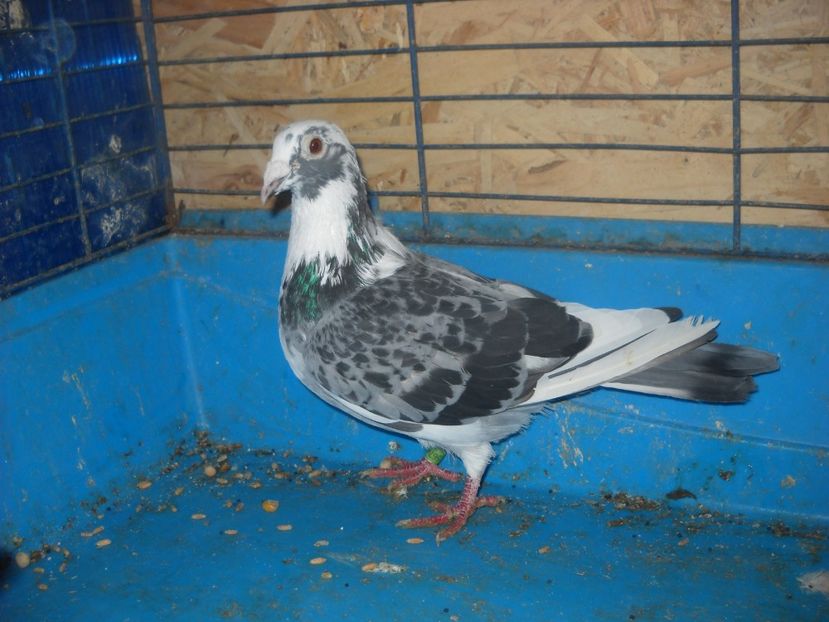 M.2018 -40 RON. - PORUMBEI VANDUTI 2