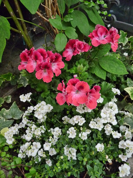  - Muscate - Pelargonium