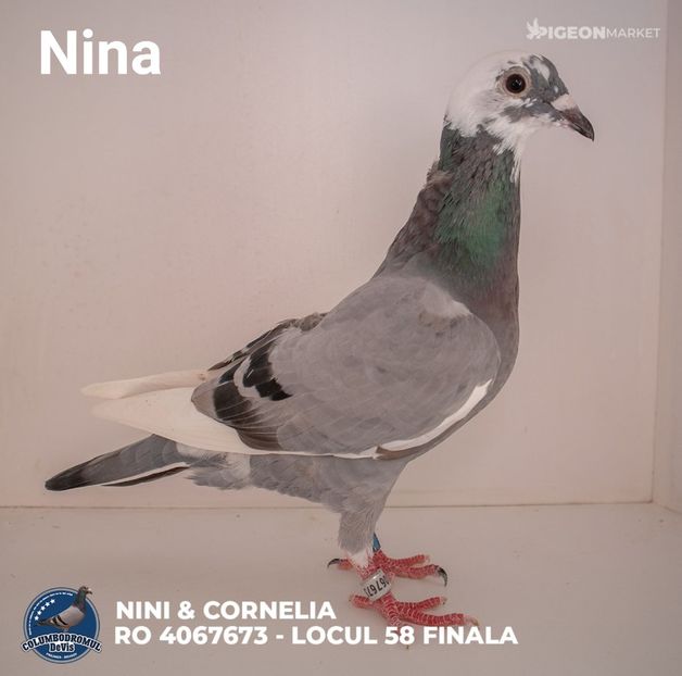  - F Nina