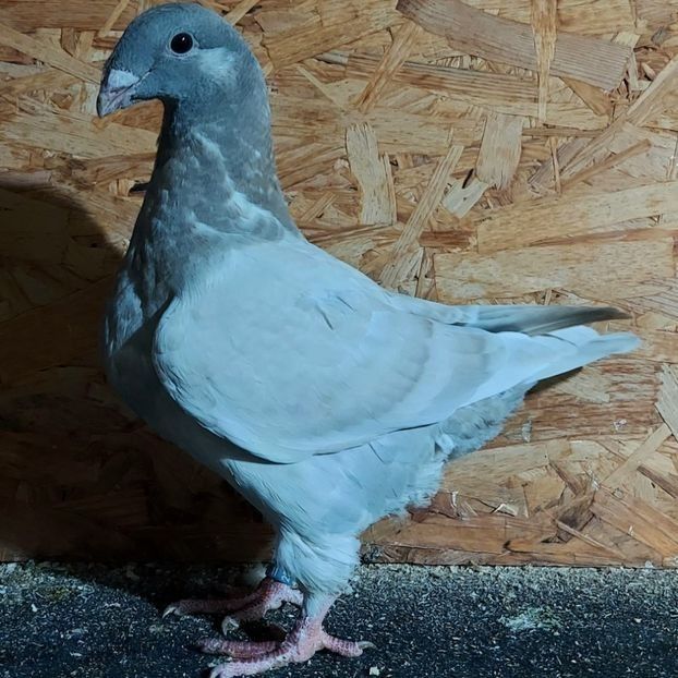  - 3---AGH DAȚI 2019 - 2025