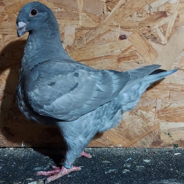  - 3---AGH DAȚI 2019 - 2025