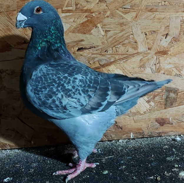  - 3---AGH DAȚI 2019 - 2025