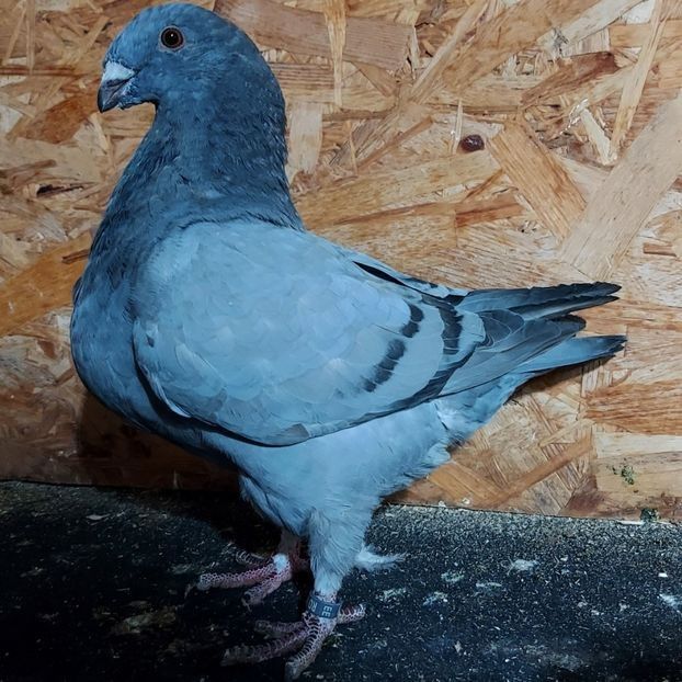  - 3---AGH DAȚI 2019 - 2025