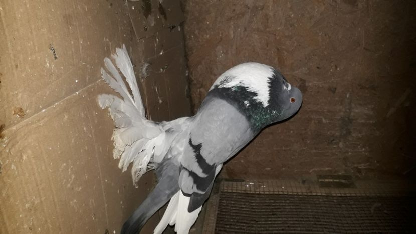  - gusati de pomerania