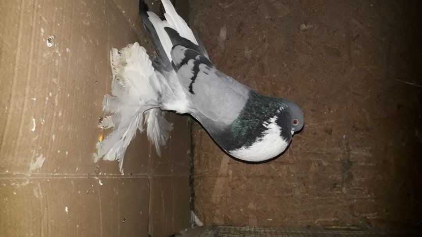  - gusati de pomerania