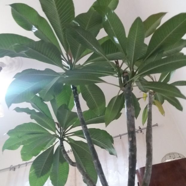 plumeria la 2 metri - 2020
