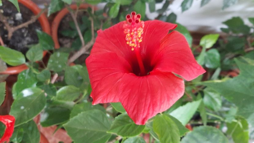  - diverse flori 2020