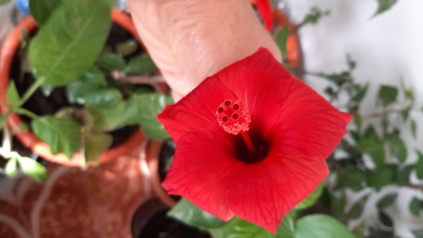  - diverse flori 2020