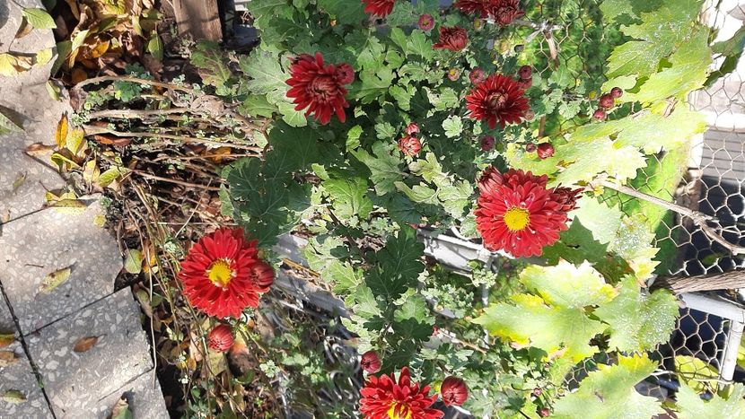  - diverse flori 2020