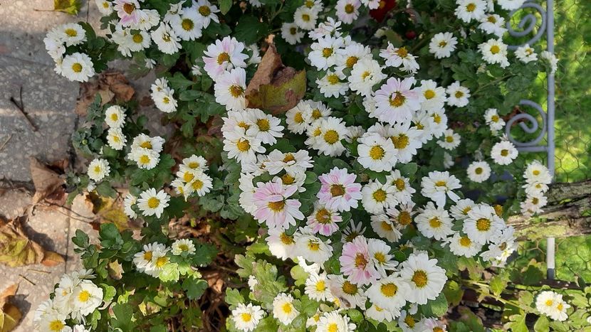  - diverse flori 2020