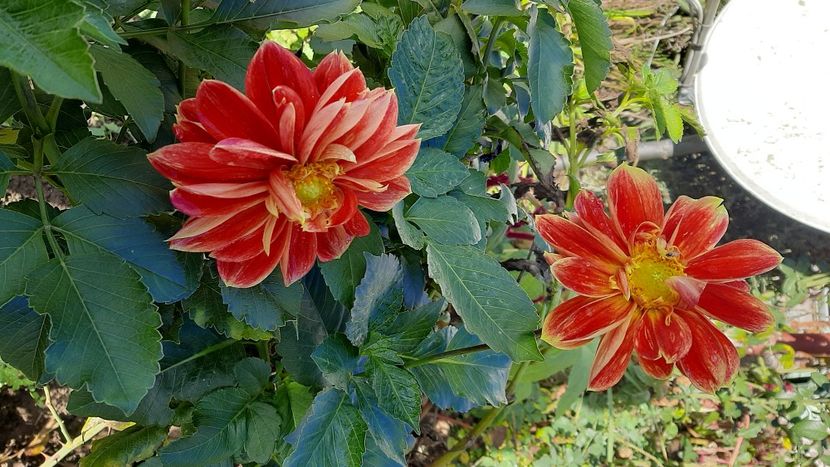  - diverse flori 2020