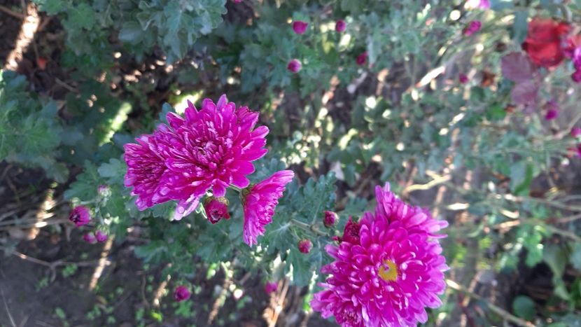  - diverse flori 2020