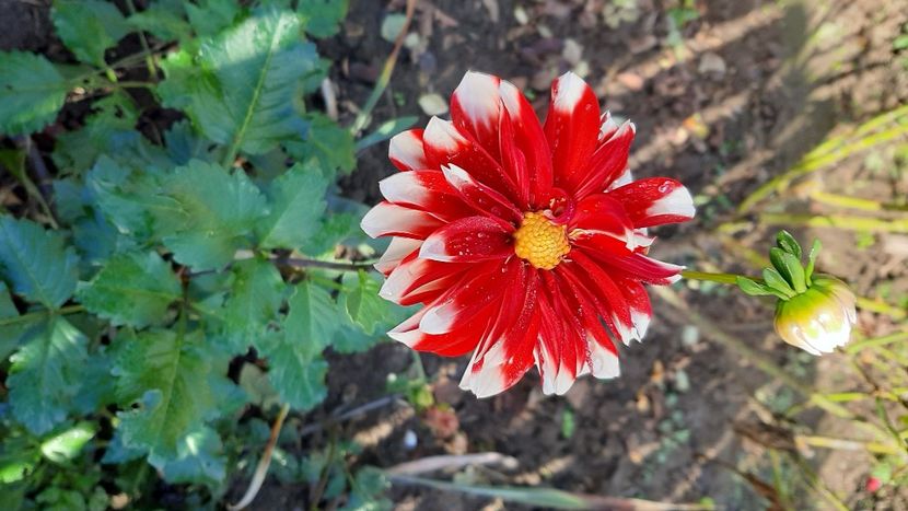  - diverse flori 2020