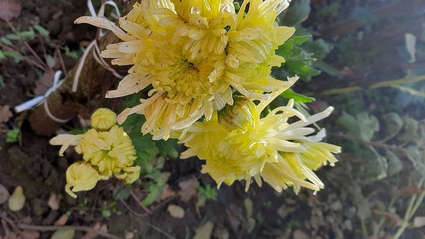  - diverse flori 2020