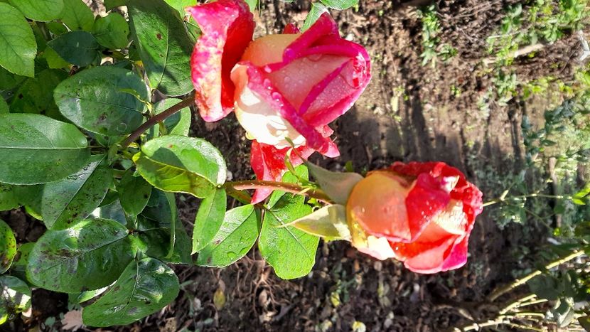  - diverse flori 2020