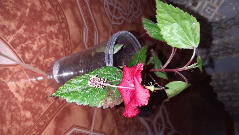  - diverse flori 2020