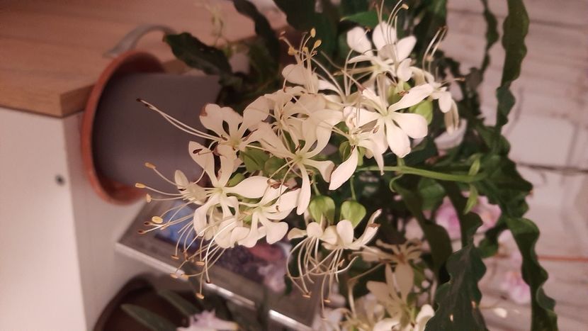  - diverse flori 2020