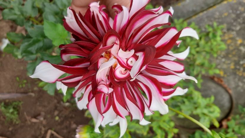  - diverse flori 2020