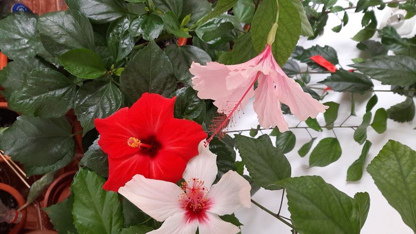  - diverse flori 2020