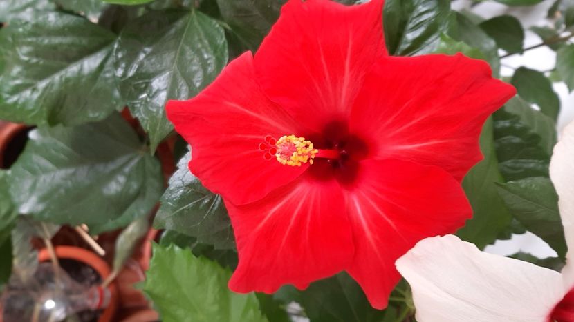  - diverse flori 2020